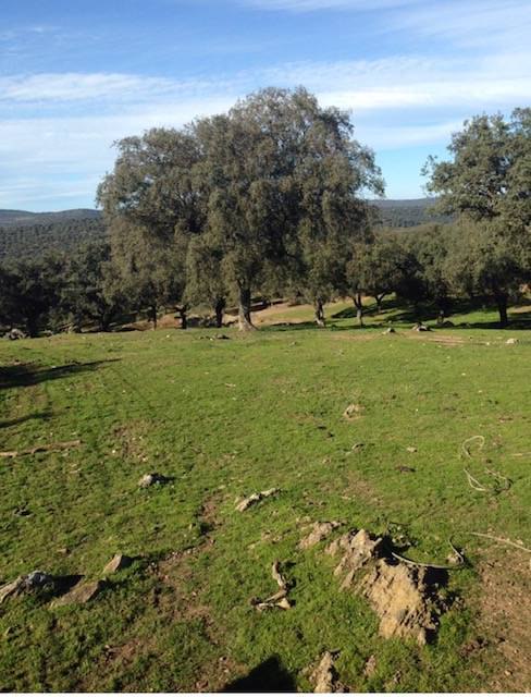Alquila por horas Finca rústica en Cáceres – 330 hectáreas con paisaje natural y construcciones tradicionales