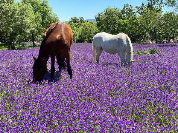 Alquila por horas Finca Montehispano: espacio con alma, animales, paisaje y naturaleza viva en la Sierra de Madrid