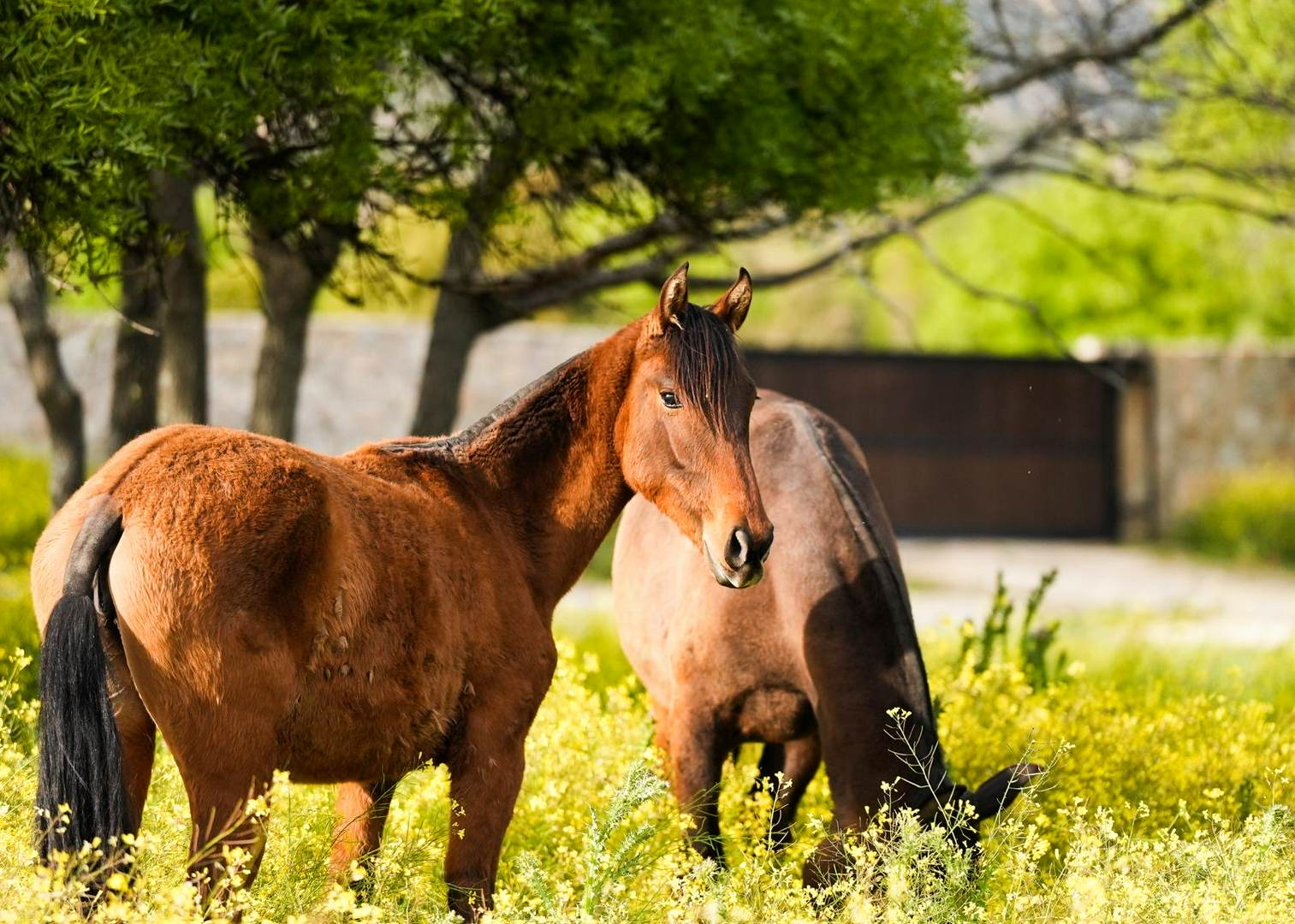 Alquila por horas Finca en el corazón de la sierra de Madrid
