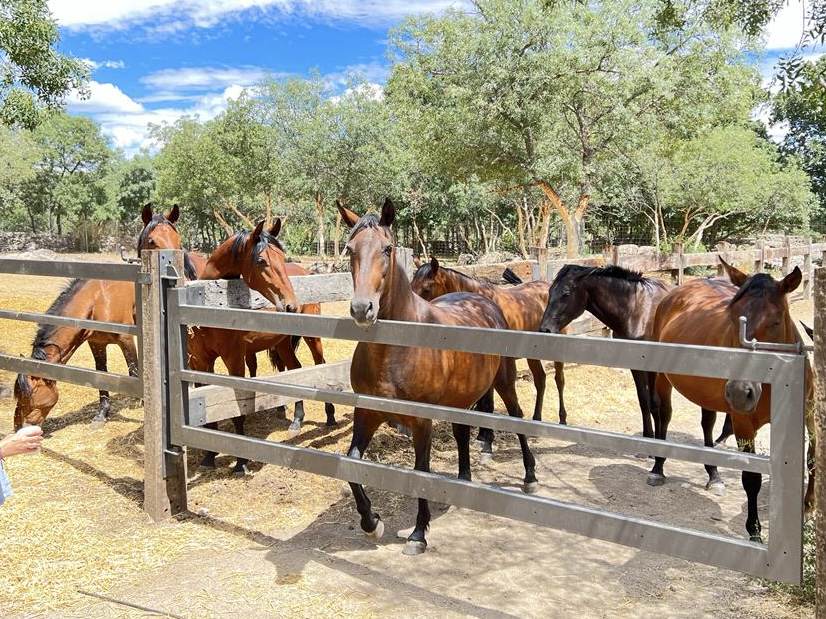 Alquila por horas Finca en el corazón de la sierra de Madrid