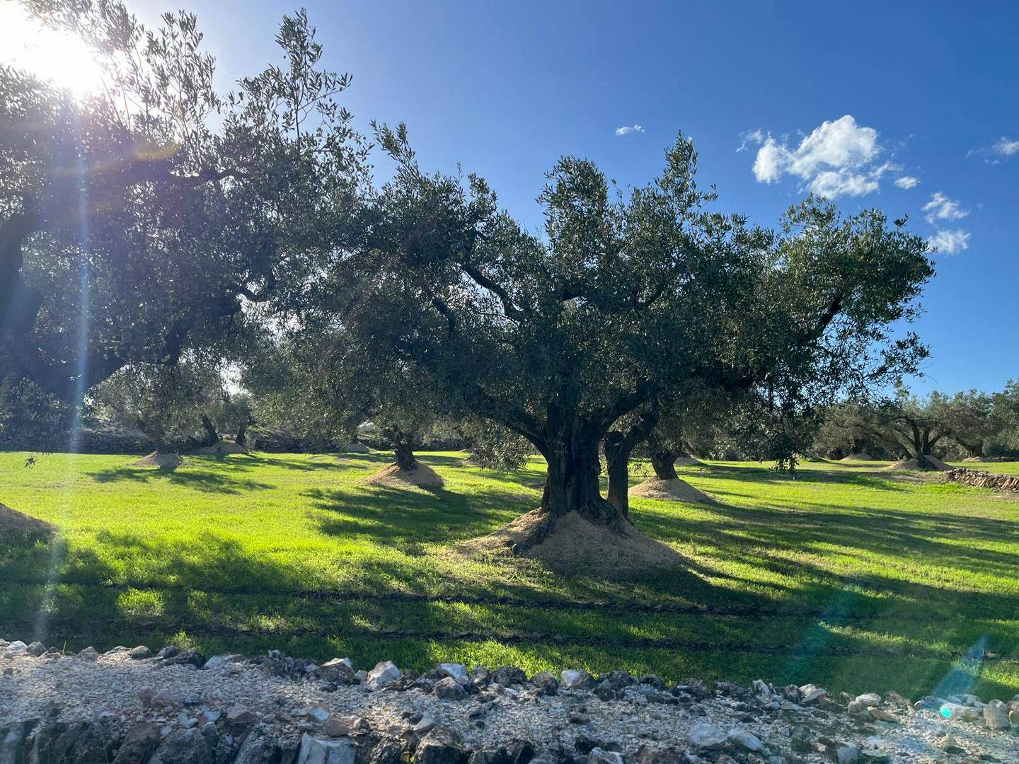 Alquila por horas Casa rodeada de olivos centenarios y vistas panorámicas al Delta de Ebro