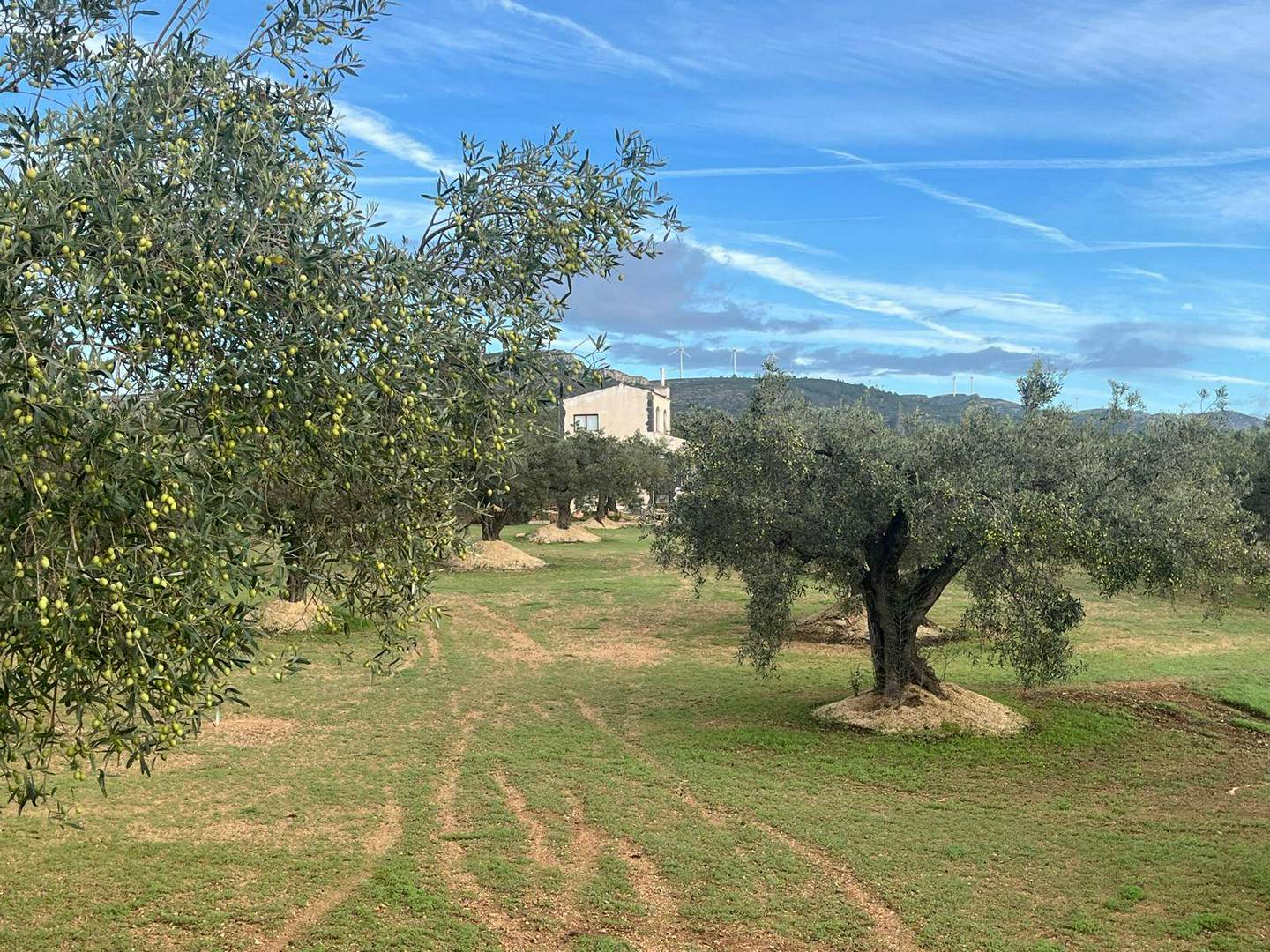 Alquila por horas Casa rodeada de olivos centenarios y vistas panorámicas al Delta de Ebro