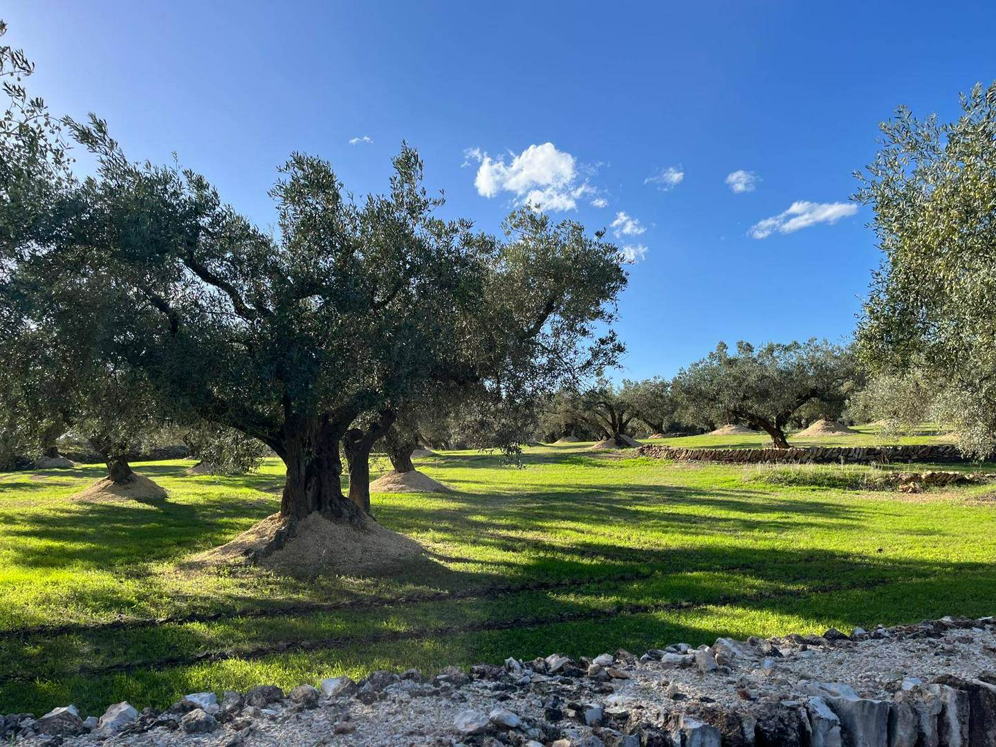 Alquila por horas Casa rodeada de olivos centenarios y vistas panorámicas al Delta de Ebro