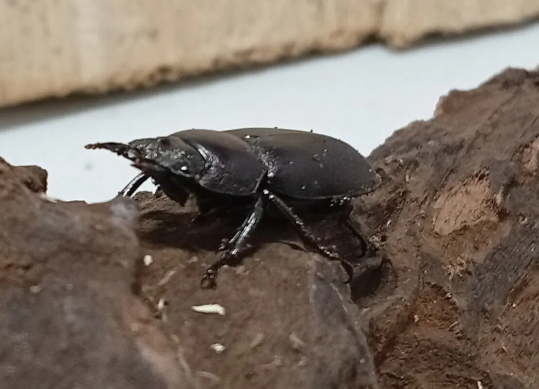 【原名亜種】スペンスシカノコギリクワガタ成虫ペアWF1 ♂40mm×♀30mm