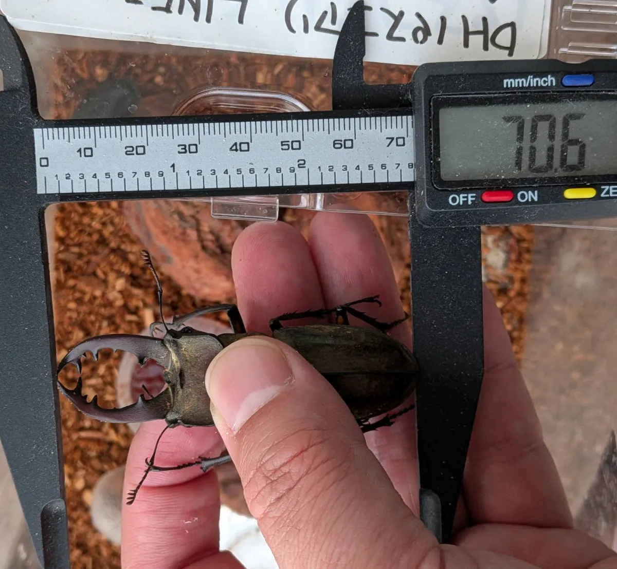 超大型!天然採集エゾ型ミヤマクワガタ♂♀2ペア・WD/北海度空知産( ♂70.4mm,♂70.6mm ♀42.5mm, ♀43.1mm)-SHN NO.と同梱可