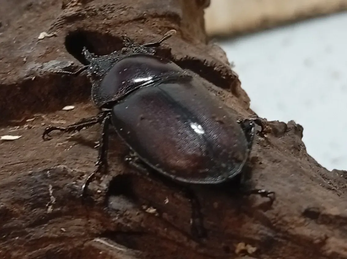 【原名亜種】スペンスシカノコギリクワガタ成虫ペアWF1 ♂40mm×♀30mm