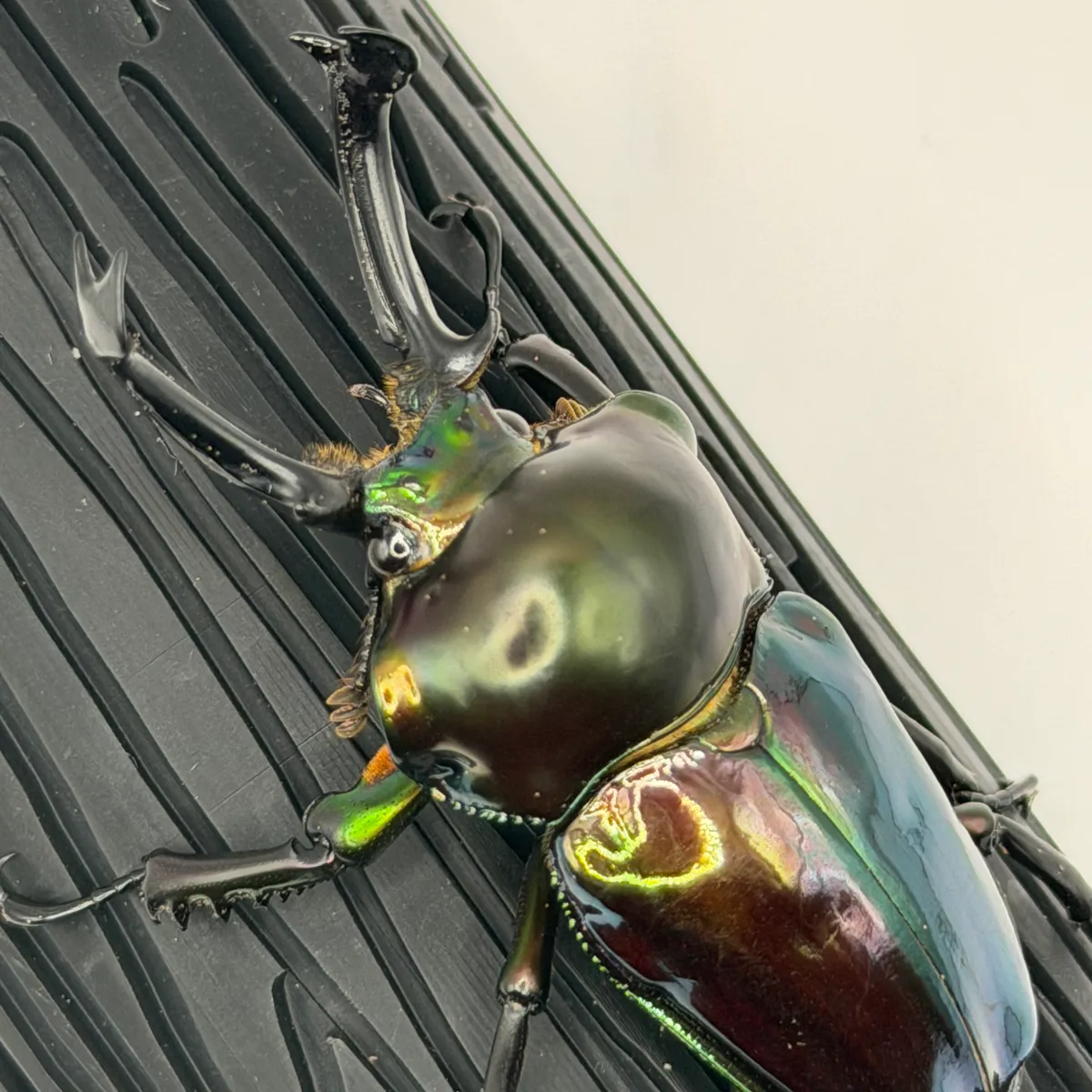 【おだズビー】ニジイロクワガタ 紫紺グリーンペア 長歯 即ブリ 後食済み 識別C