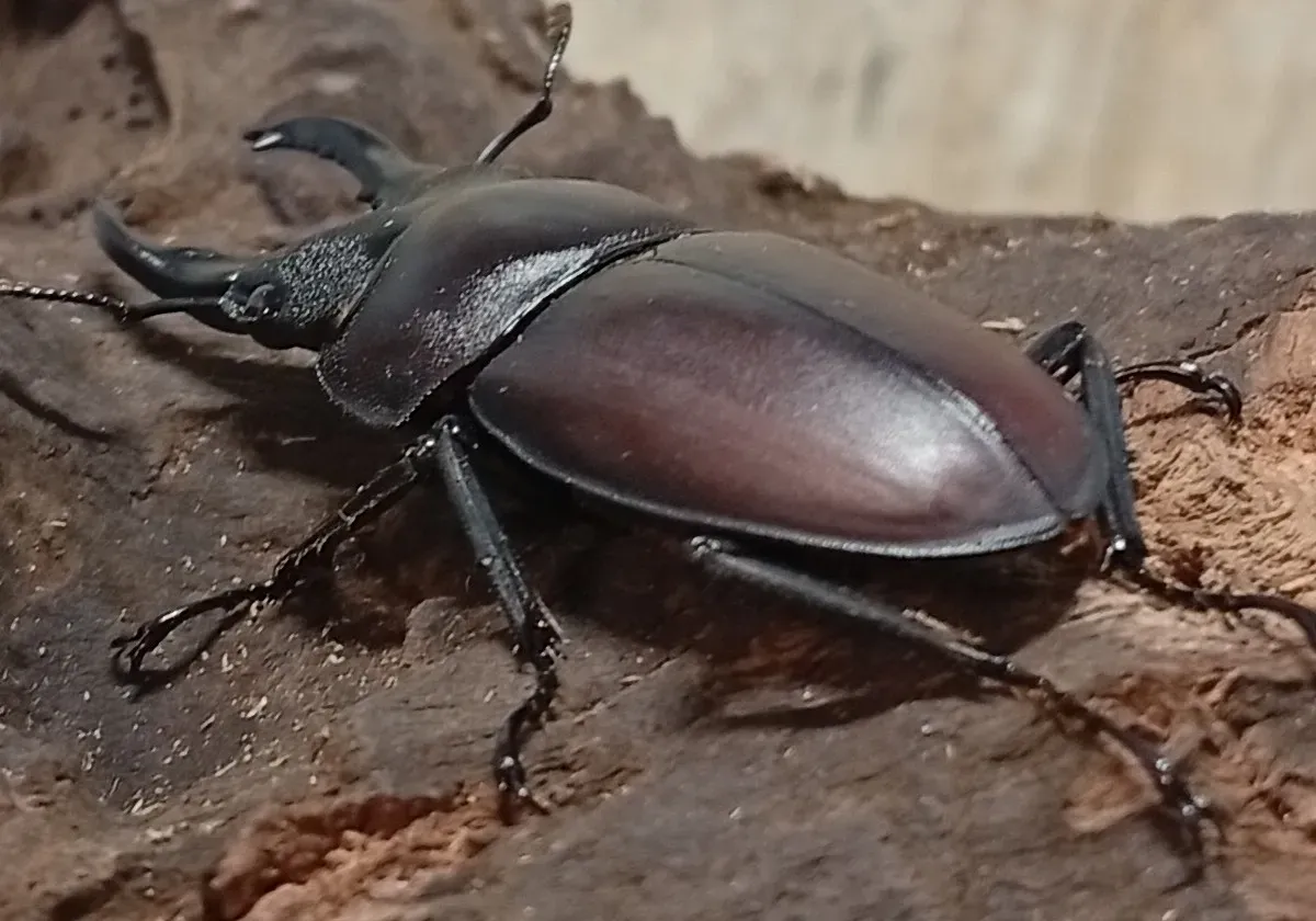 【原名亜種】スペンスシカノコギリクワガタ成虫ペアWF1 ♂40mm×♀30mm