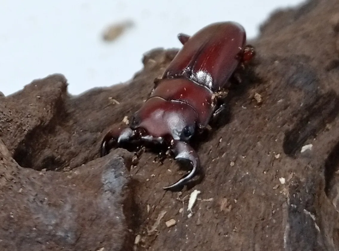 グラウトコクワガタ成虫2頭 WF1 ♂フリー×♂フリー