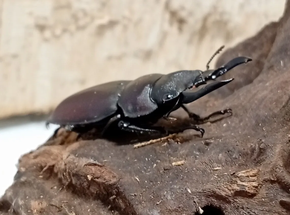 【原名亜種】スペンスシカノコギリクワガタ成虫ペアWF1 ♂40mm×♀30mm