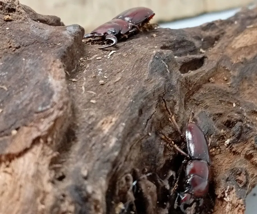 グラウトコクワガタ成虫2頭 WF1 ♂フリー×♂フリー