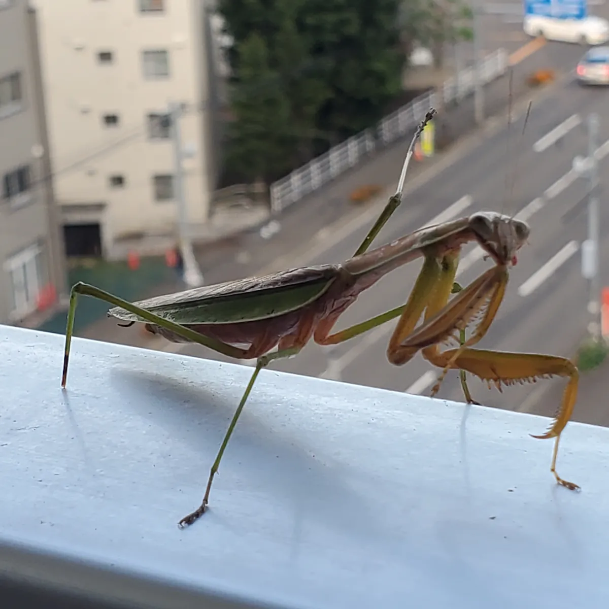 オオカマキリペアWD（♂×♀）北海道空知産｜08/28 天然採集個体