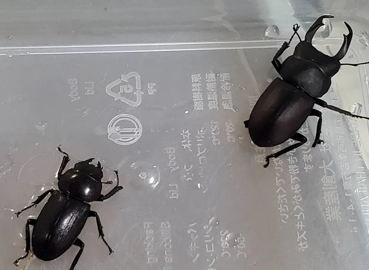 コクワガタ成虫ペアWD（♂41.3mm,♀25.7mm）｜空知郡天然採集個体