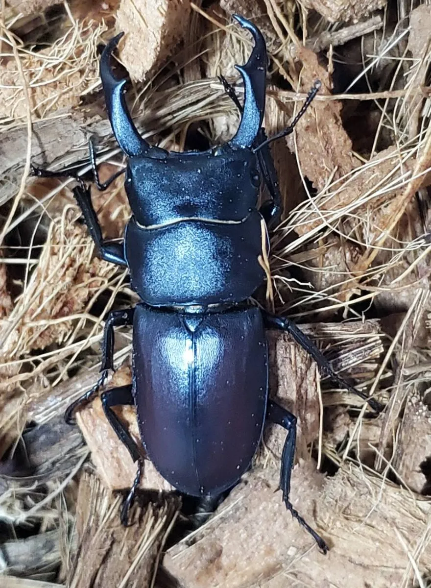 コクワガタ（北海道空知産）天然採集WD♂単（41.7mm）