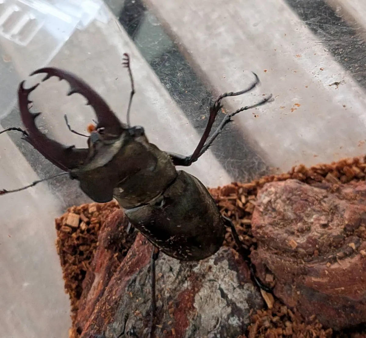超大型!天然採集エゾ型ミヤマクワガタ♂♀2ペア・WD/北海度空知産( ♂70.4mm,♂70.6mm ♀42.5mm, ♀43.1mm)-SHN NO.と同梱可