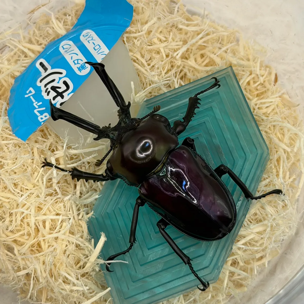【おだズビー】ニジイロクワガタ 紫紺(ブルー系紫紺からの累代) ペア 即ブリ 長歯 後食済み 識別B