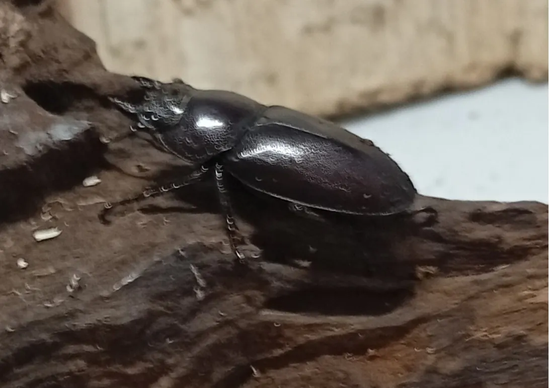 【原名亜種】スペンスシカノコギリクワガタ成虫ペアWF1 ♂40mm×♀30mm