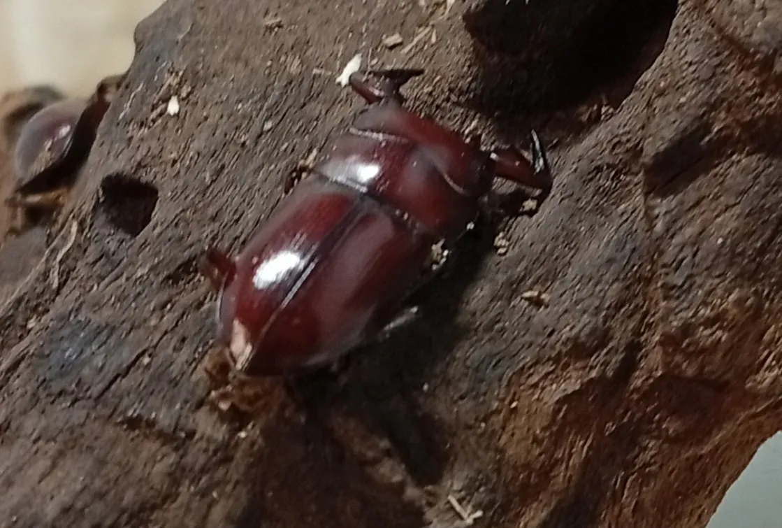 グラウトコクワガタ成虫2頭 WF1 ♂フリー×♂フリー