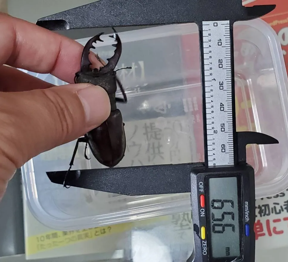 エゾ型ミヤマクワガタ天然採集WD成虫ペア（空知産）（ ♂65.6mm♀42.0mm）