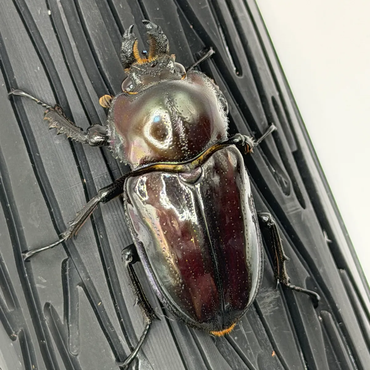 【おだズビー】ニジイロクワガタ 紫紺(ブルー系紫紺からの累代) ペア 即ブリ 長歯 後食済み 識別C