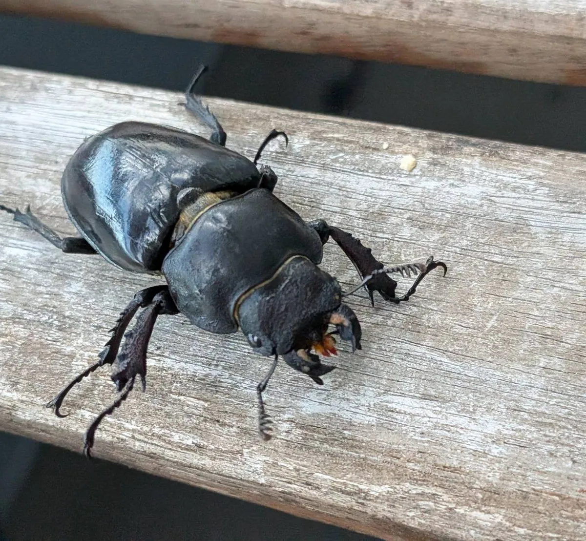 超大型!エゾミヤマクワガタ ♂73.9mm♀44.3mm WDペア/北海度胆振産