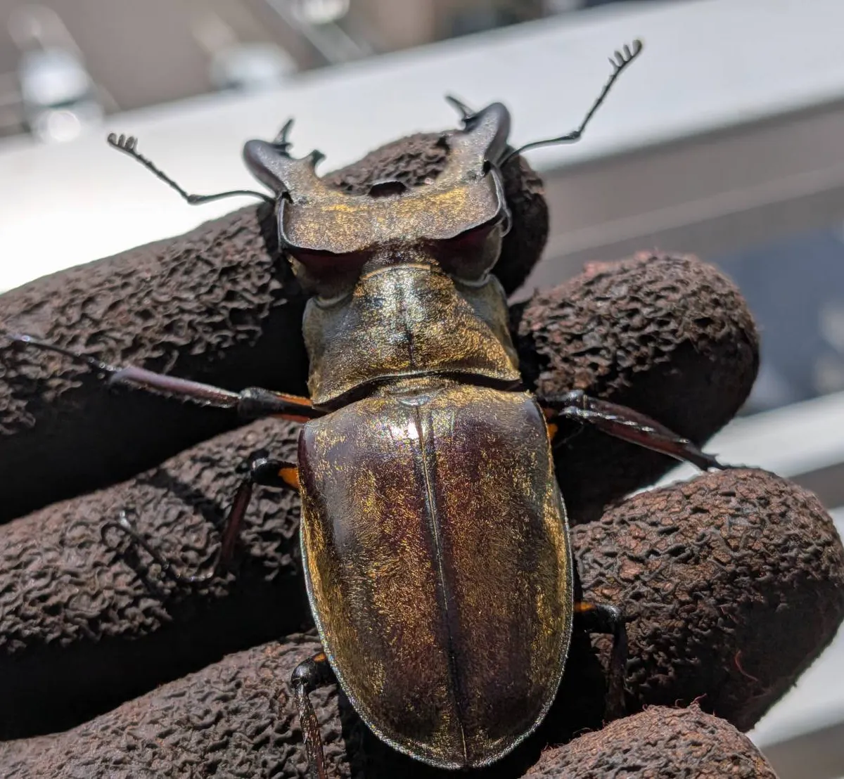 超大型!エゾミヤマクワガタ ♂73.9mm♀44.3mm WDペア/北海度胆振産