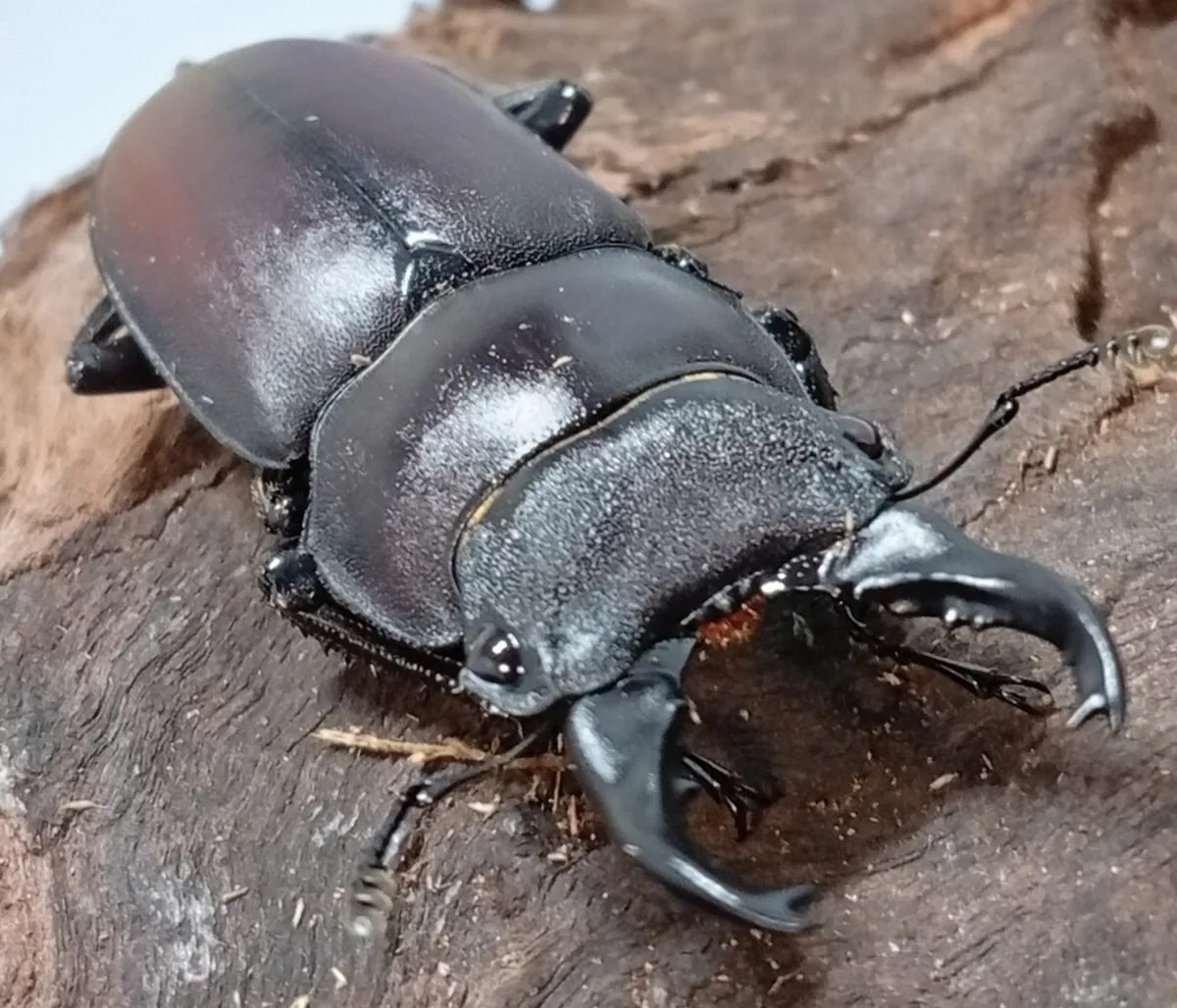 【原名亜種】スペンスシカノコギリクワガタ成虫ペアWF1 ♂40mm×♀30mm