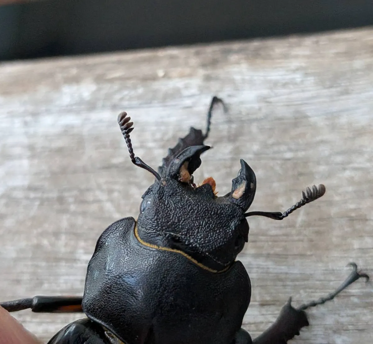 超大型!エゾミヤマクワガタ ♂73.9mm♀44.3mm WDペア/北海度胆振産