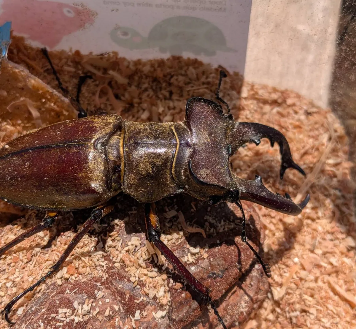 超大型!天然採集エゾ型ミヤマクワガタ♂♀2ペア・WD/北海度空知産( ♂70.4mm,♂70.6mm ♀42.5mm, ♀43.1mm)-SHN NO.と同梱可