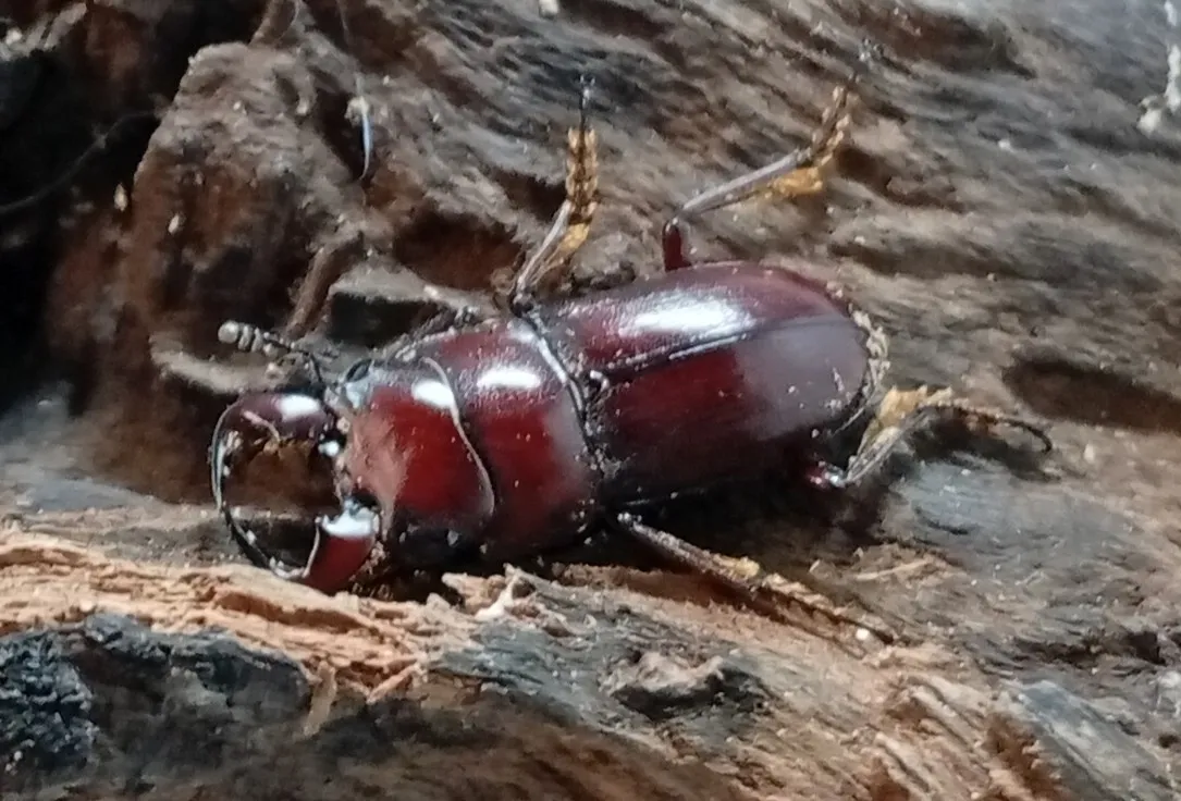 グラウトコクワガタ成虫2頭 WF1 ♂フリー×♂フリー