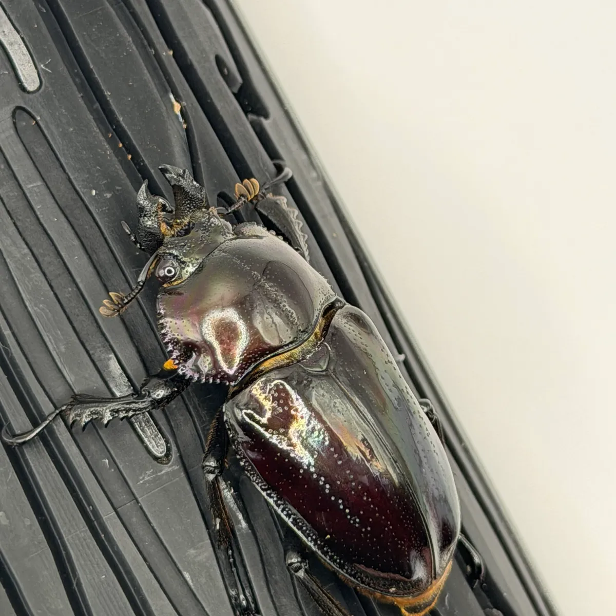 【おだズビー】ニジイロクワガタ 紫紺ピカールアウトペア 長歯 即ブリ 後食済み 識別D