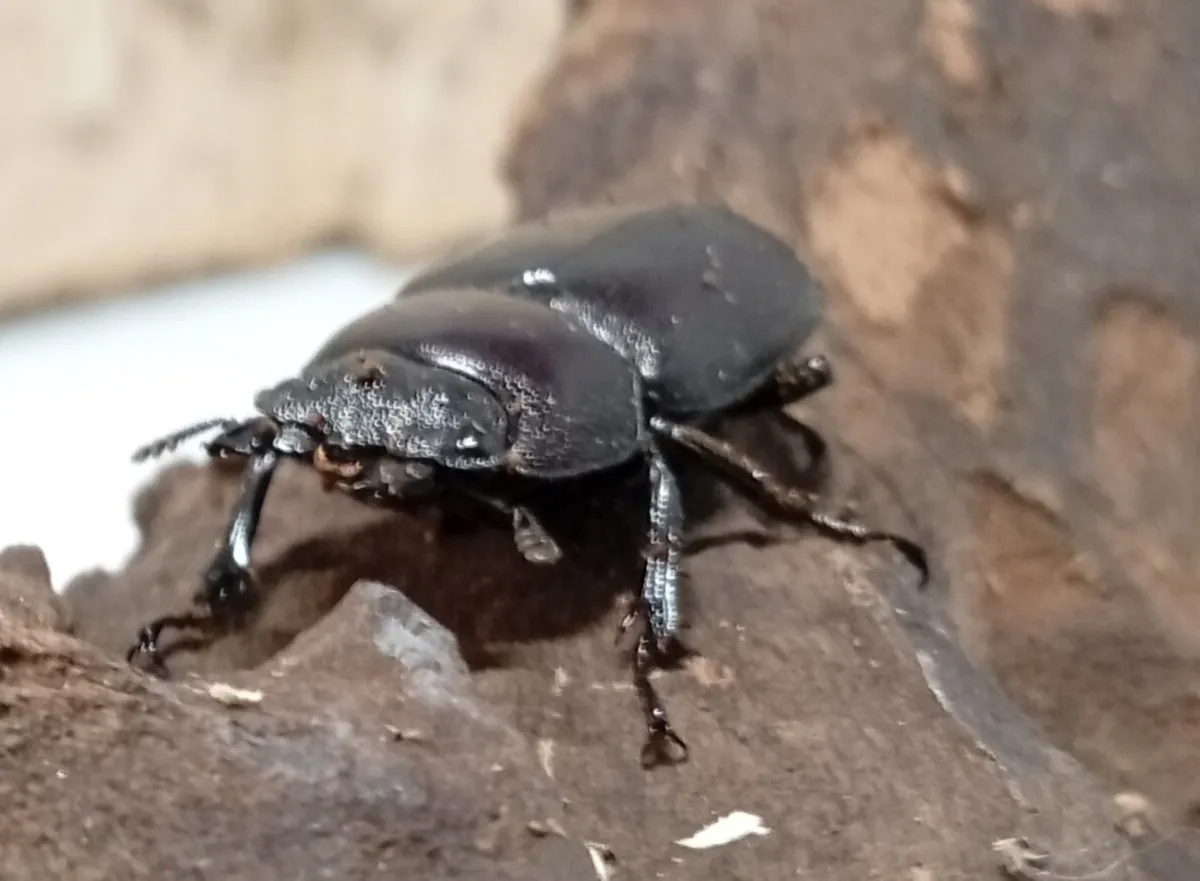 【原名亜種】スペンスシカノコギリクワガタ成虫ペアWF1 ♂40mm×♀30mm