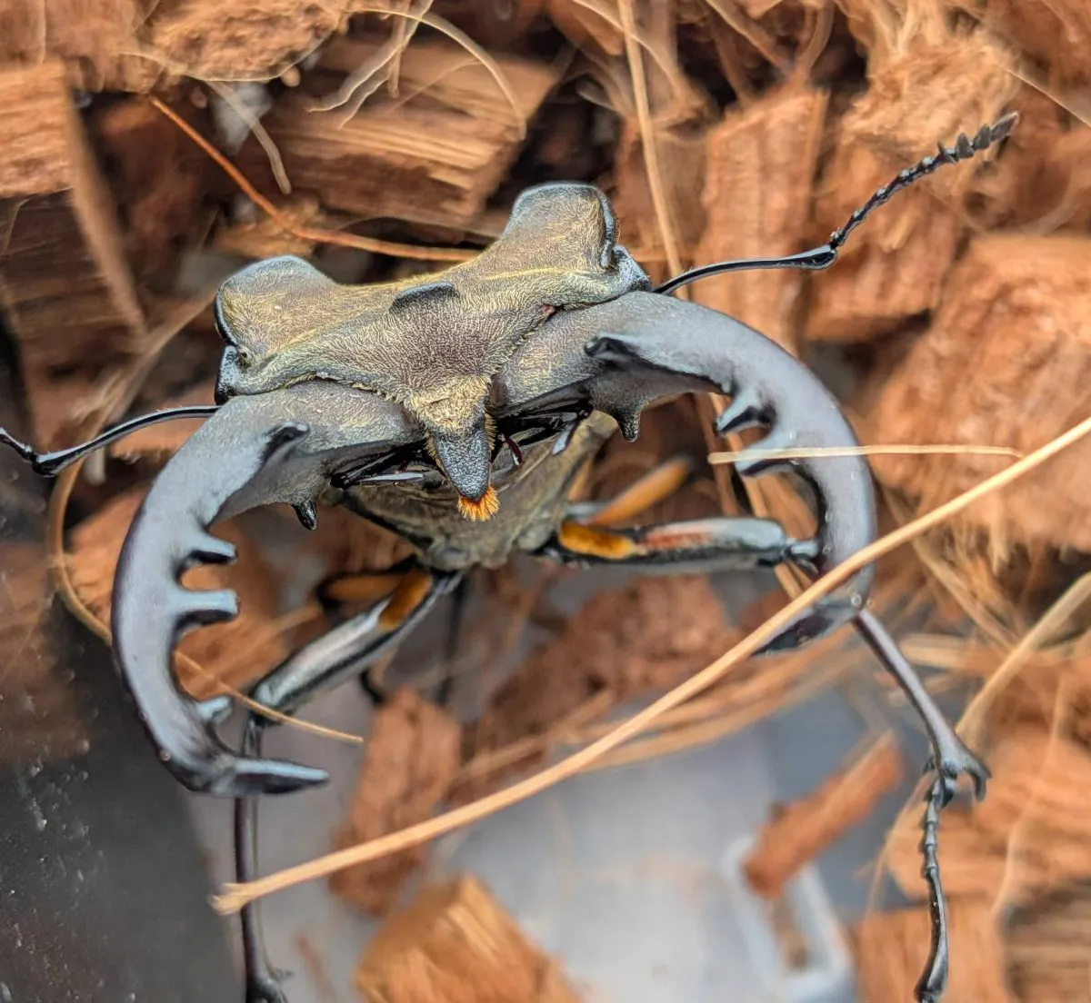 超大型!エゾミヤマクワガタ ♂73.9mm♀44.3mm WDペア/北海度胆振産