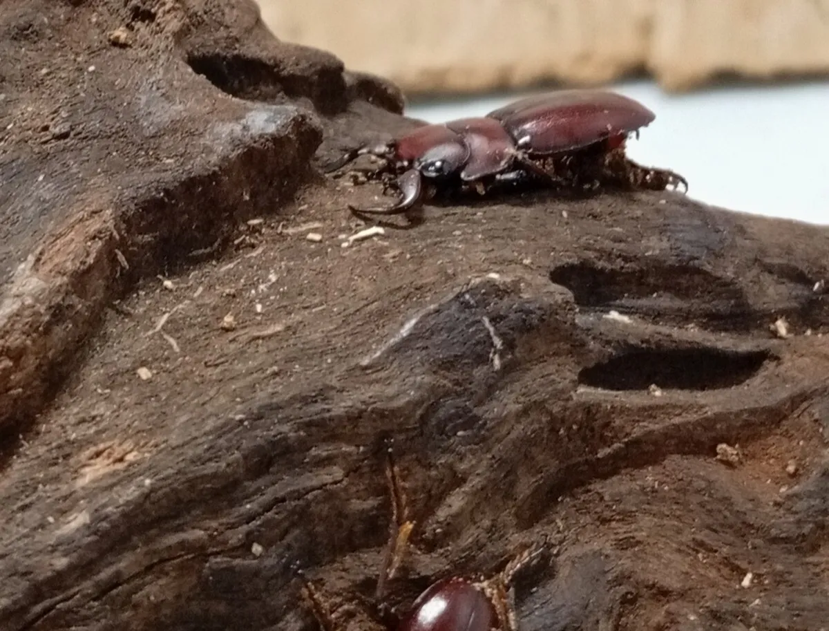 グラウトコクワガタ成虫2頭 WF1 ♂フリー×♂フリー