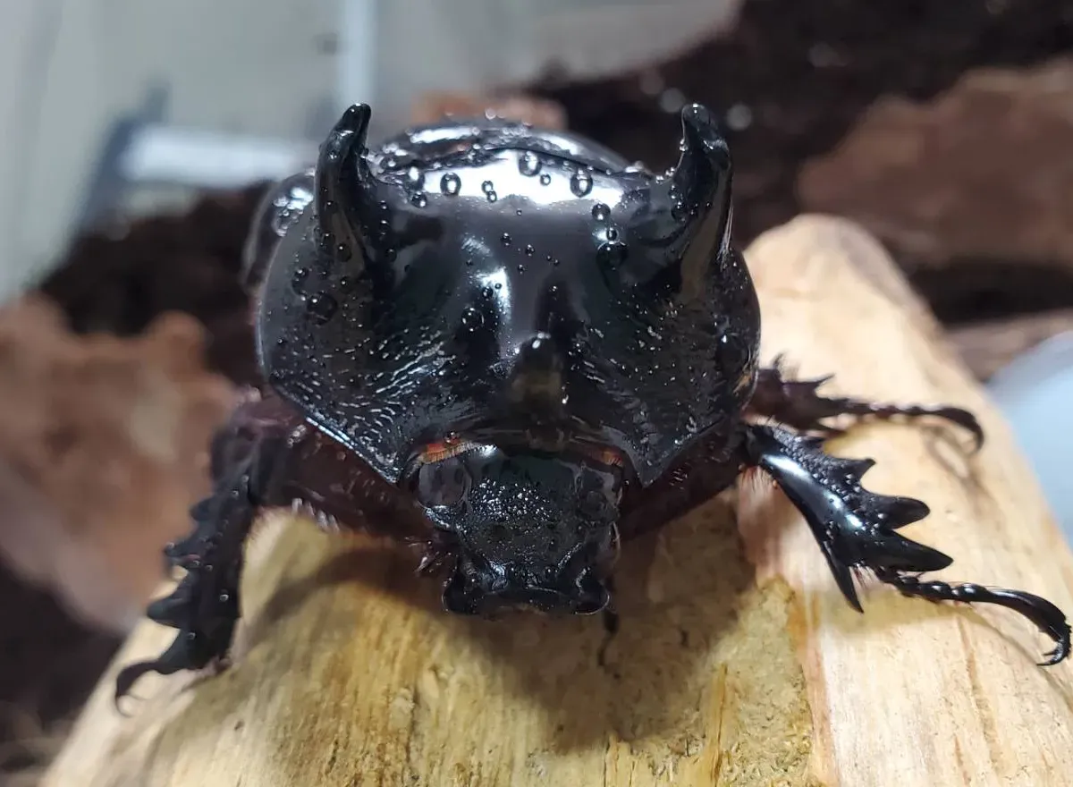 ケンタウルスミツノカブト3令幼虫2頭 / アルゼンチン・イグアス産 F9（種親：♂73.0mm×♀62.5mm）