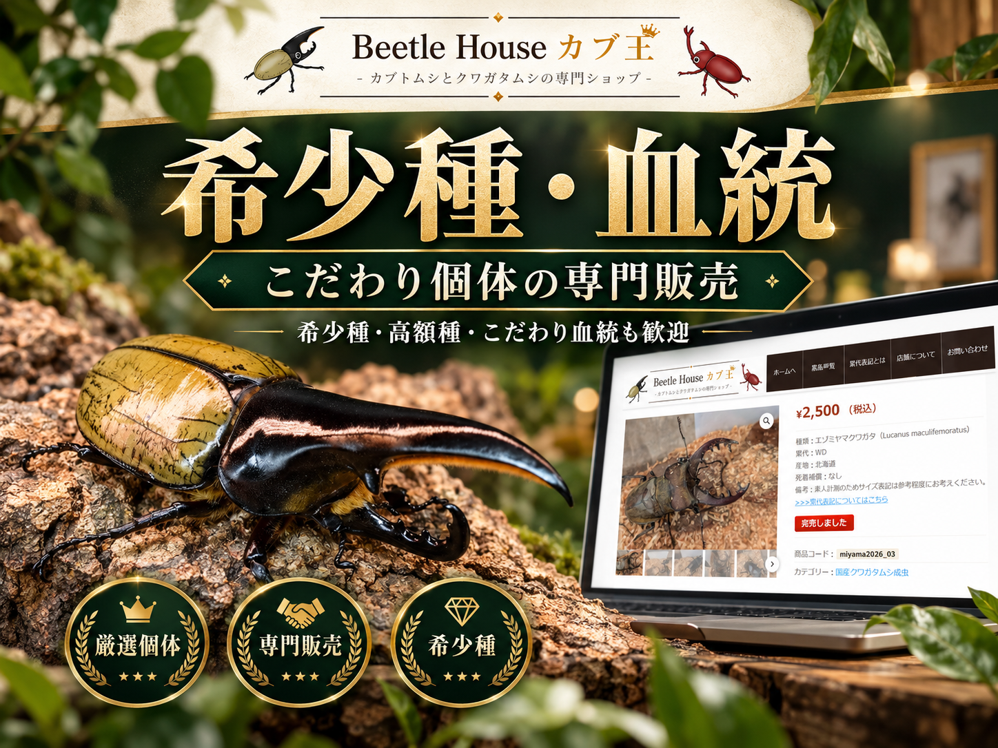 カブ王｜希少種・血統販売