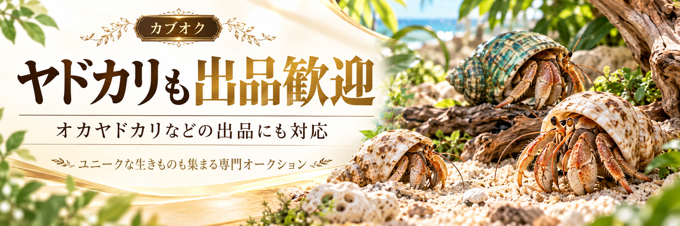 ヤドカリの出品募集
