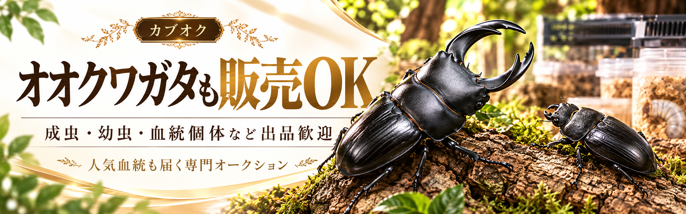 オオクワガタの出品募集