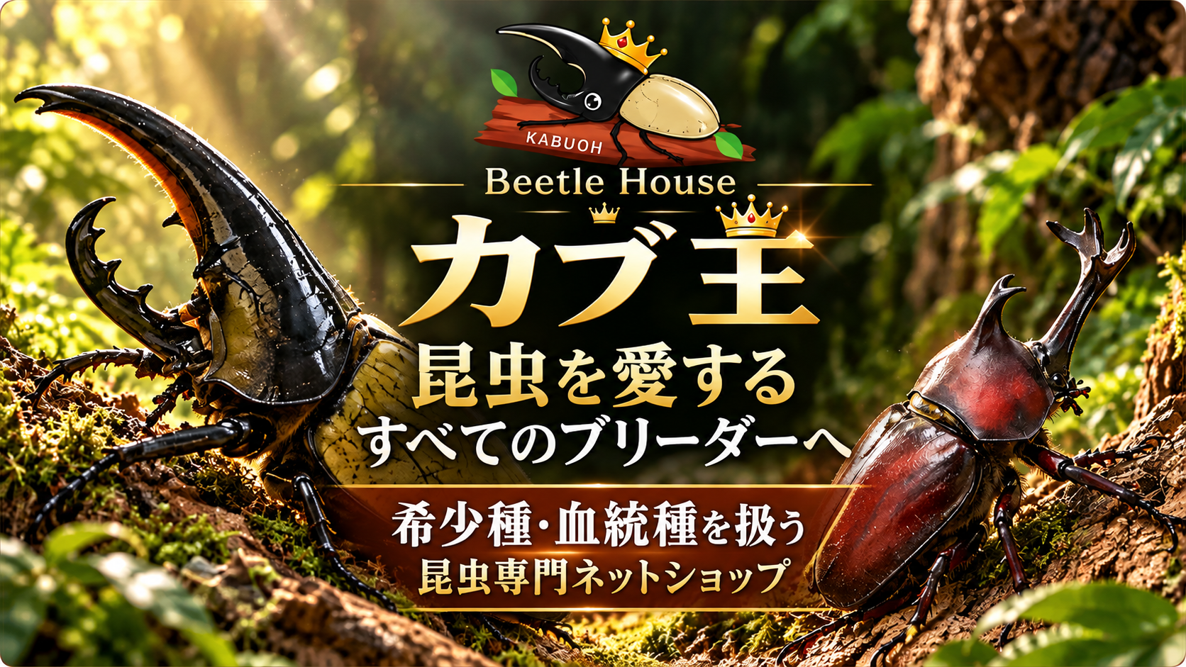 Beetle House カブ王｜昆虫を愛するすべてのブリーダーへ。希少種・血統種を扱う昆虫専門ネットショップ