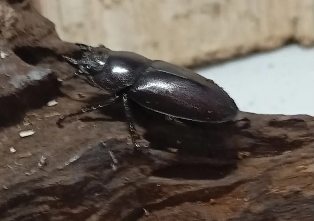 【原名亜種】スペンスシカノコギリクワガタ成虫ペアWF1 ♂40mm×♀30mm