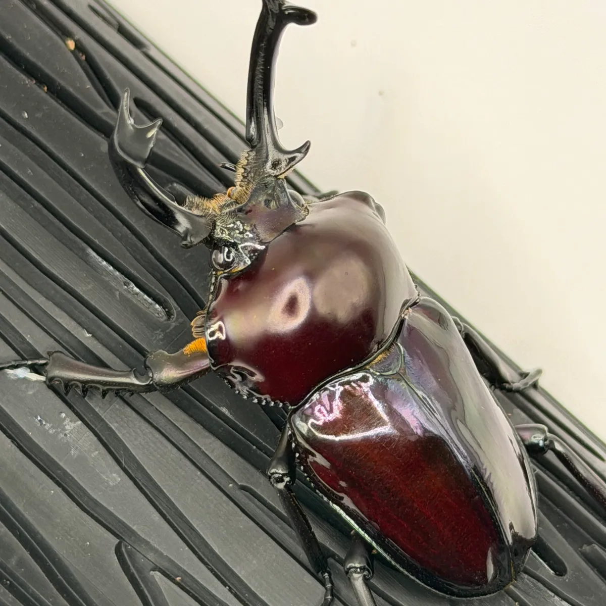 【おだズビー】ニジイロクワガタ 紫紺ピカールアウトペア 長歯 即ブリ 後食済み 識別D