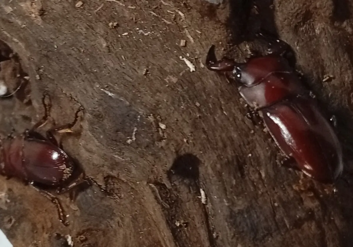 グラウトコクワガタ成虫2頭 WF1 ♂フリー×♂フリー