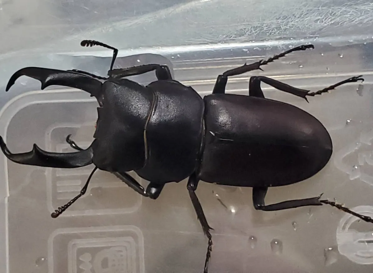 大型コクワガタ成虫ペアWD（♂46.1mm,♀27.1mm）※メスフセツ欠け有り｜空知郡天然採集個体