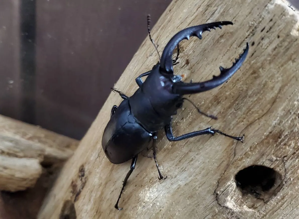 WDノコギリクワガタペア（♂60.5mm ♀30.5mm）｜北海道天然採集個体