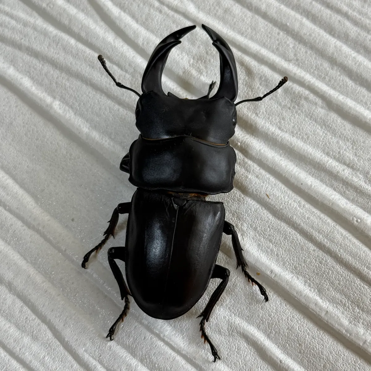 能勢YG血統オオクワガタ 成虫ペア ♂約71mm/♀約46mm No. 1 〔人工繁殖個体〕