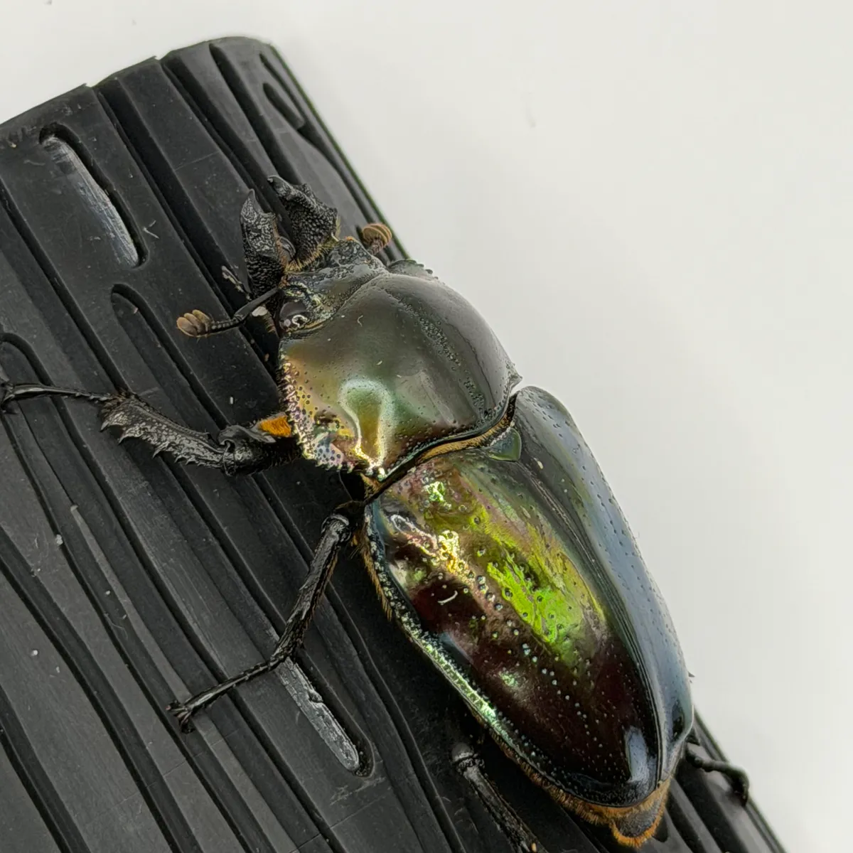 【おだズビー】ニジイロクワガタ 紫紺グリーンペア 長歯 即ブリ 後食済み 識別C