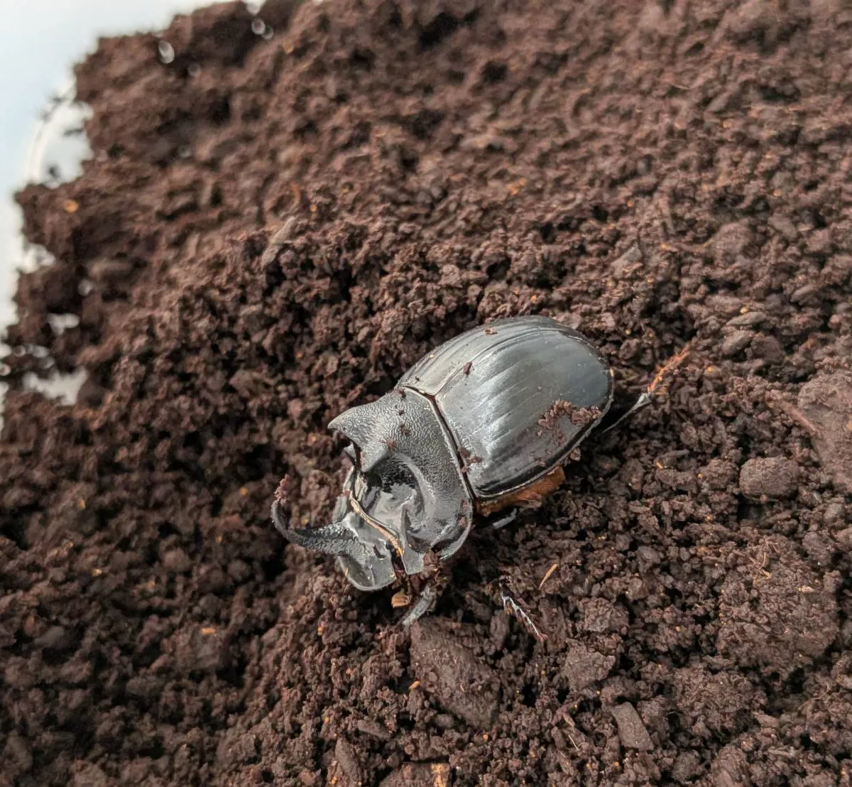 希少!北海道ダイコクコガネ成虫 WD ♂オス2頭と♀メス1頭(♂①26.5mm, ♂②24.3mm, ♀25.7mm)-天然採集