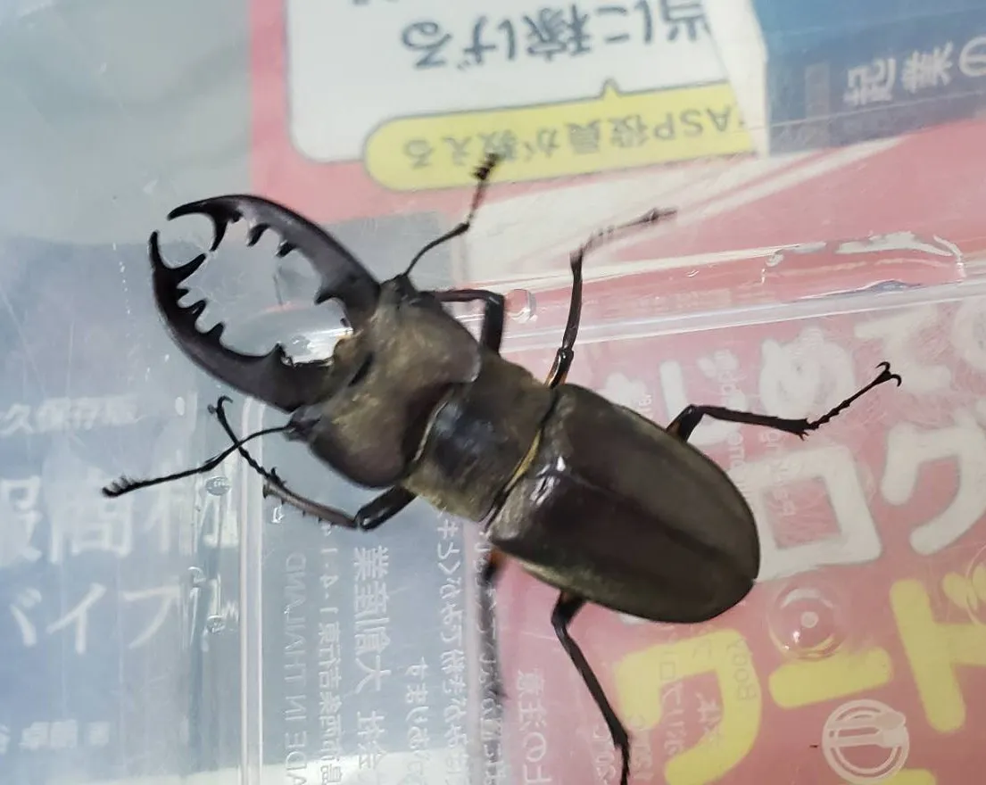 エゾ型ミヤマクワガタ天然採集WD成虫ペア（空知産）（ ♂66mm♀41.3mm）