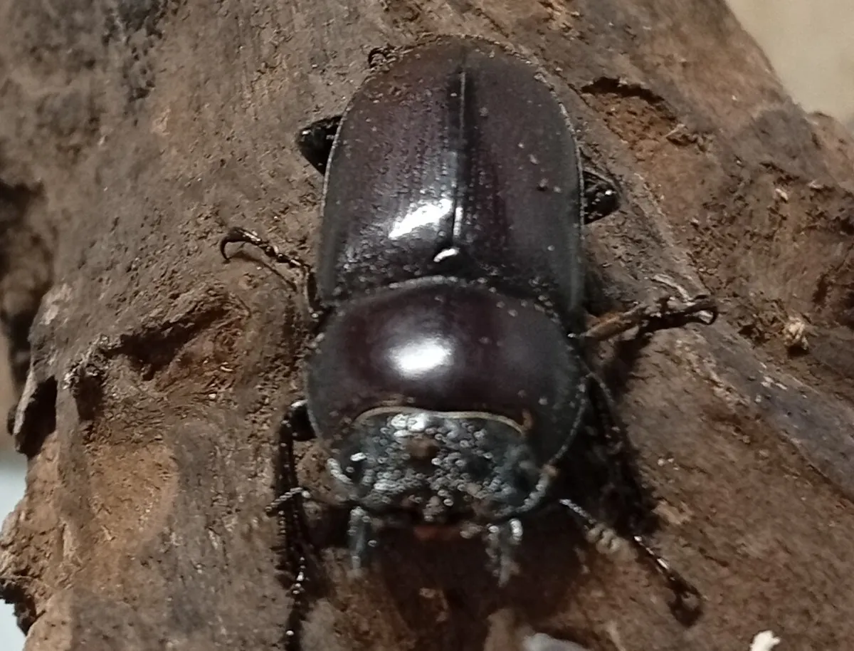 【原名亜種】スペンスシカノコギリクワガタ成虫ペアWF1 ♂40mm×♀30mm
