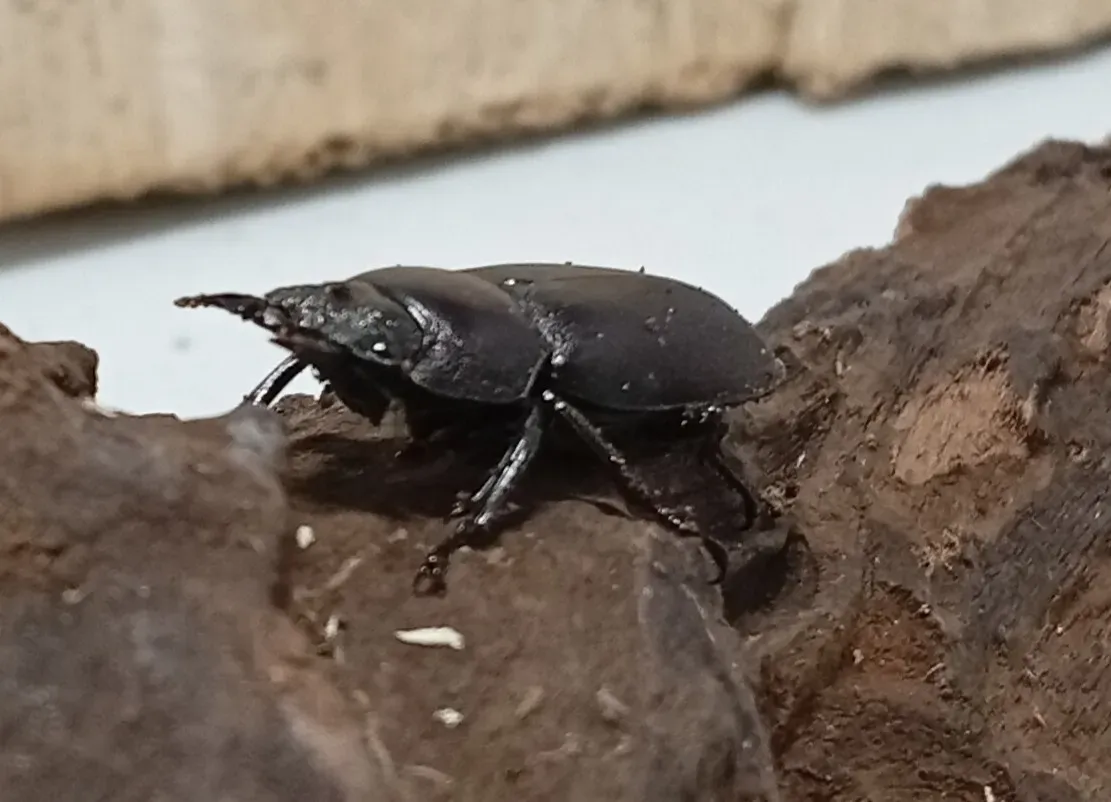 【原名亜種】スペンスシカノコギリクワガタ成虫ペアWF1 ♂40mm×♀30mm